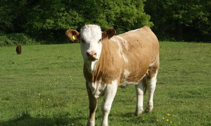 家禽用の飼料血中タンパク質濃縮物 - Product Image 5