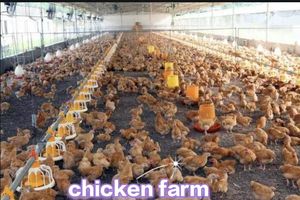 Melhor Venda Sistema Automático de Alimentação e Bebedouro de Alta Qualidade e Baixo Preço para Frangos de Corte e Poedeiras em Fazendas Avícolas - Product Image 6