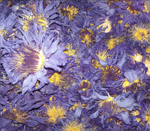 <span class=keywords><strong>Prix</strong></span> de gros <span class=keywords><strong>Lotus</strong></span> bleu égyptien 100% Tisane de couleur naturelle Sain pour fumer Thé en fleurs Fleur de <span class=keywords><strong>Lotus</strong></span> bleu séchée - Product Image 1