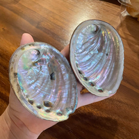 9-13cm pas cher coquille d'ormeau décor à la maison coquillage plage mariage océan décor bijoux bricolage porte-savon Aquarium paysage