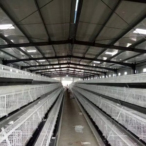 Gallinero <span class=keywords><strong>de</strong></span> Acero Estilo Rústico para la Cría <span class=keywords><strong>de</strong></span> Pollos <span class=keywords><strong>de</strong></span> Engorde en Granjas - Product Image 3