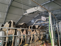 Système d'équipement d'allaitement rotatif pour vaches, carrousel, machine à traire, pour plusieurs vaches, gain de temps