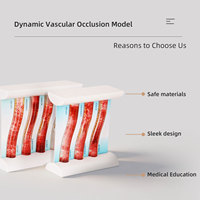 Modèle vasculaire dynamique simulé pour l'éducation médicale DARHMMMY, utilisé pour l'étude des vaisseaux sanguins humains