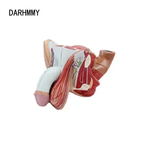 DARHMMY Model anatomi alat vital pria