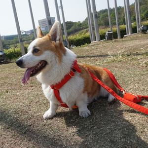 Ensemble de harnais pour chien Airtag en velours côtelé, design personnalisé, luxe, offre spéciale, 2023 - Product Image 3