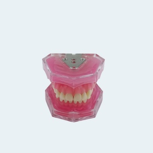 Modelo de encías blandas extraíbles de 28 dientes, producto de higiene bucal multiusos para toda la boca - Product Image 5