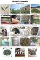Thé Oolong Biologique Premium USDA (TiKuanYin) en Vrac – Vente en Gros, Approvisionnement Direct Usine, Faible MOQ, Marque Privée OEM, Thé Sain