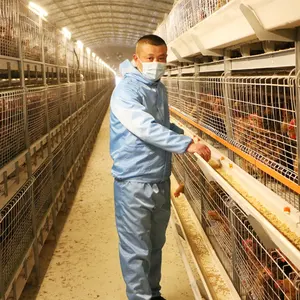 Cage de poulet commerciale de dinde entièrement automatique à plusieurs niveaux pour élevage de volaille et poussins