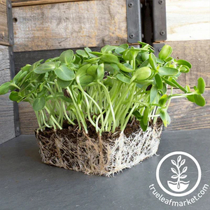 A Kits Herb Garden Kit qui profite du plaisir du jardinage d'intérieur et cultive vos propres herbes de cuisine fraîches à l'intérieur - Product Image 2