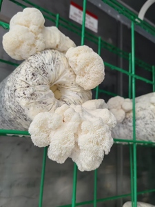 Contenedor de Cultivo Hidropónico para Hongos Hezhou HM-40FT de 40 Pies, Sistema Inteligente de Alto Rendimiento y Ahorro de Energía, Certificado ISO9001 para Granjas - Product Image 6