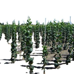 แท่งไฟเบอร์กลาสรองรับต้นไม้สำหรับสถานรับเลี้ยงเด็ก - Product Image 2