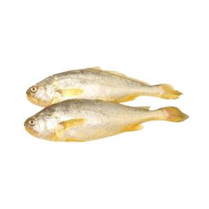 Croaker entier congelé, sauvage et naturel, de qualité supérieure, riche en protéines et faible en glucides, pour la restauration (HoReCa) - Product Image 1