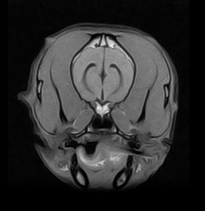 Scanner <span class=keywords><strong>IRM</strong></span> vétérinaire à aimant permanent <span class=keywords><strong>ouvert</strong></span> de type C EUR VET WD-0.35T pour chiens/chats/autres animaux, usage hospitalier et chirurgical vétérinaire - Product Image 5