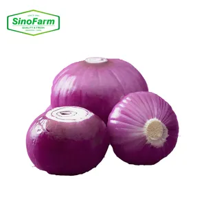 Fresh Red Onion/Onions Exporter