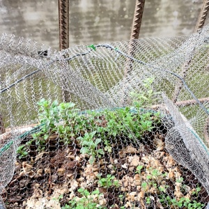 Paniers de protection des racines en acier inoxydable tricotés sur mesure, cages en maille pour plantes, installation facile, protection contre les taupes, les campagnols et les gophers - Product Image 4