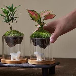 Moderne Vermehrungsvase Topf Wasser-Hydrokultur-Pflanzgefäß Transparentes Glas-Pflanzenterrarium Mit Holzständer - Product Image 5