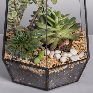 Conception géométrique ouverte moderne Transparent acrylique Reptile Case Floor Usage Irrégulier <span class=keywords><strong>Terrarium</strong></span>/Aquarium Reptiles Plantation - Product Image 3