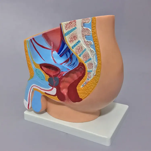 Modèle de section sagittale d'anatomie pelvienne masculine en PVC de haute qualité, détaillé et précis pour l'éducation et la <span class=keywords><strong>recherche</strong></span> en médecine - Product Image 4