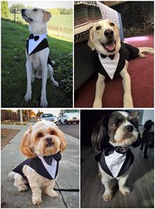 Baju Formal pesta pernikahan anjing setelan tuksedo dan kerah Set anjing pangeran dasi kupu-kupu pakaian kain semua musim - Product Image 6