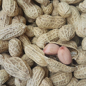 Cacahuetes Naturales Premium, Grado Comercial, Tostados, Crudos, para Venta al por Mayor en el Mercado Internacional - Product Image 2