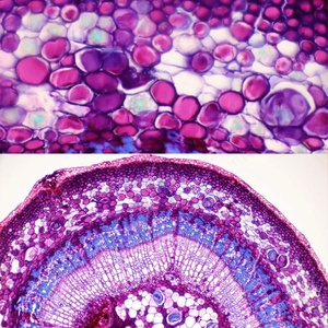 Lympus-microscópico iológico para niños, instrumento quirúrgico para laboratorio infantil, 21/23/31/33/43/53/43/43/43/53 - Product Image 5