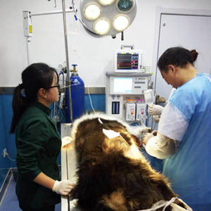 Anestesito de uso veterinario thiết bị thú y động vật <span class=keywords><strong>aeonmed</strong></span> gây mê máy - Product Image 3