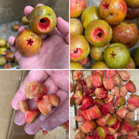 Machine électrique industrielle Restar 2200W pour dénoyauteur de cerises, dénoyauteur de dattes de Tunisie et dénoyauteur d'olives