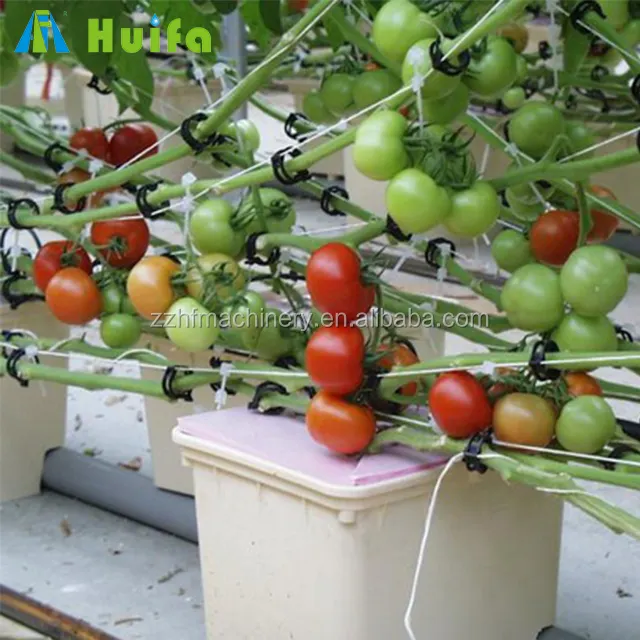 Holandés Cubo de cultivo hidropónico de tomate de efecto invernadero