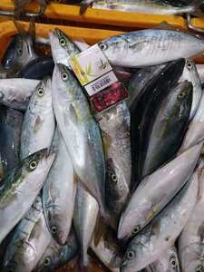 Kore Menşeli Hamachi Balığı 200-300g Küçük Boy Seriola Quinqueradiata Dondurulmuş Sarıkuyruk Balığı - Product Image 4