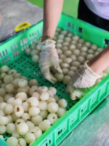 ลิ้นจี่แช่แข็งผลิตภัณฑ์ทางการเกษตรจากเวียดนามสำหรับตลาดต่างประเทศ - Product Image 4