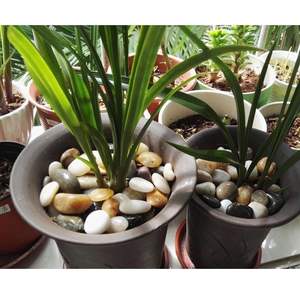 Pierres décoratives pour pot de <span class=keywords><strong>jardin</strong></span> de 5 kg (11 lb), grandes pierres de rivière polies de 1 à 3 pouces, galets pour pots de plantes, vases - Product Image 3