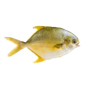 Bulk Pack Iqf Iwp Frozen Golden Pompano Wholesale Price Pomfret Frozen Golden Pompano Whole Round