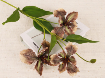 สีน้ำตาล