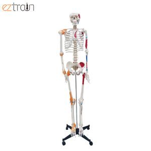 पूर्ण-आकार के साथ कंकाल मांसपेशियों और स्नायुबंधन, जीवन आकार के साथ रंगीन पेशी, कक्षा शिक्षण, डॉक्टरों, chiropractors - Product Image 1