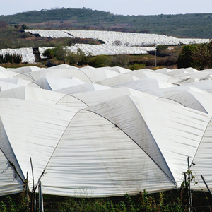 Film de <span class=keywords><strong>serre</strong></span> en plastique renforcé / Couverture de <span class=keywords><strong>serre</strong></span> en plastique / Feuille de <span class=keywords><strong>serre</strong></span> tissée <span class=keywords><strong>pour</strong></span> l'agriculture - Product Image 3