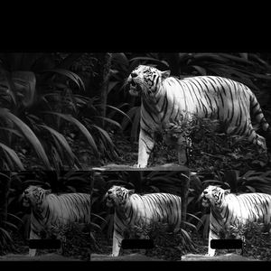 Jumelles de vision nocturne à infrarouge à fixation sur la tête, avec lumière rouge, mains libres, pour l'extérieur - Product Image 3