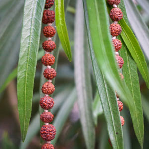 ชุดลูกปัดไม้5เม็ดมูชิรุทรักษะมาลา - Product Image 6