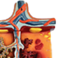 ADA-A599 แบบจำลองกายวิภาคของรกขยายขนาดคุณภาพสูง สำหรับการเรียนการสอนทางการแพทย์ จากเซี่ยงไฮ้ - Product Image 3