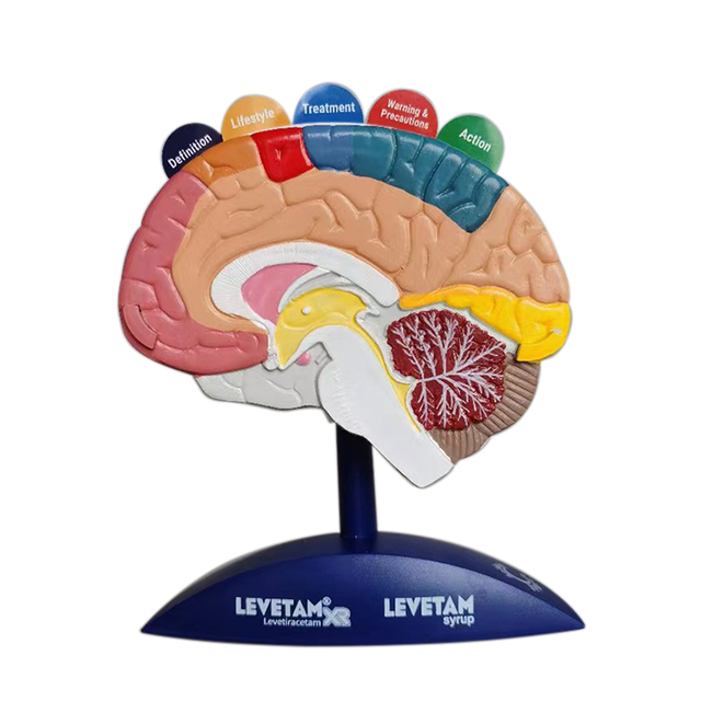 Medical Science Brain Function Model(color to Partition) Brain Anatomical Model