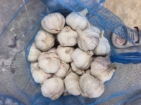 Ail frais blanc normal de marque chinoise Fenduni, fournisseur en gros du Shandong, taille 5,5 cm, emballage personnalisé, en vente sur Alibaba