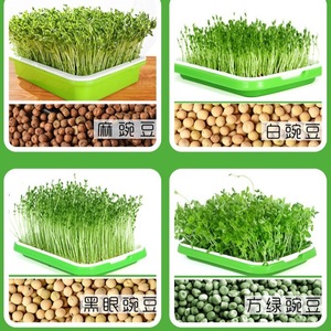 Pot de germination pour pousses de haricots, un plateau de semis domestique pour faire pousser des pousses, des légumes et autres plantes sur le balcon. - Product Image 1