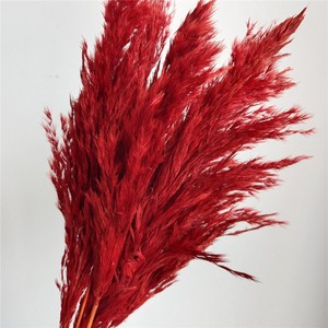 Fleurs séchées naturelles en gros : <span class=keywords><strong>Roseau</strong></span>, Catkins, Pompas Grass, Plumes vertes – Protection de l'environnement, Fête des Mères - Product Image 5