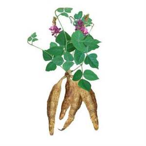 Ekstrak <span class=keywords><strong>Radix</strong></span> <span class=keywords><strong>Puerariae</strong></span>/Ekstrak Lobatae Pueraria 40% Isoflavon - Product Image 1