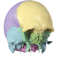 Sistem Anatomi 3D Digital Human Virtual Autopsy Anatomage Table untuk Mahasiswa, Sistem Pengajaran Sekolah Kedokteran, Sistem Anatomi 3D