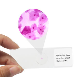 Epitelio Clees de Cavitas Oris del Humano W.M. Diapositiva de laboratorio médico Diapositiva de biología Microscopio histológico humano Diapositiva preparada - Product Image 3