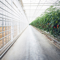 Kit de serre agricole commerciale GT Tomato, cadre en plastique, film plastique, serre multi-spans à vendre
