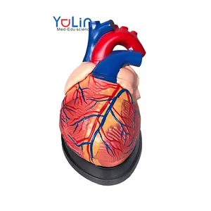 Modèle de science médicale modèle de cœur humain modèle d'anatomie élargi 4 fois pour l'enseignement et la démonstration des sciences