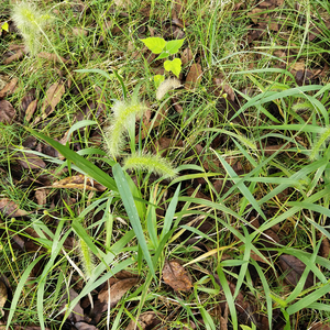 Esen foxtail cuts Grass Ried hierba entera de Setaria <span class=keywords><strong>viridis</strong></span> para hierba - Product Image 4