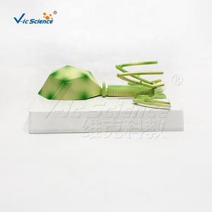 의과 대학 교육 및 보건 교육 PVC 재료를위한 <span class=keywords><strong>HIV</strong></span> 해부학 모델 - Product Image 4