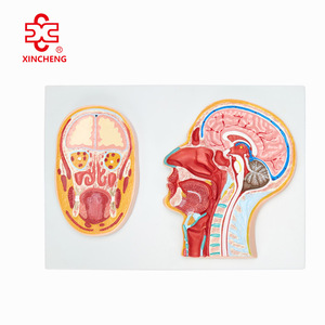 Modèle d'anatomie de la tête et du cerveau en coupe médiane pour l'éducation des enfants et des jeunes ou pour les écoles de soins infirmiers et de médecine, en plastique - Product Image 1